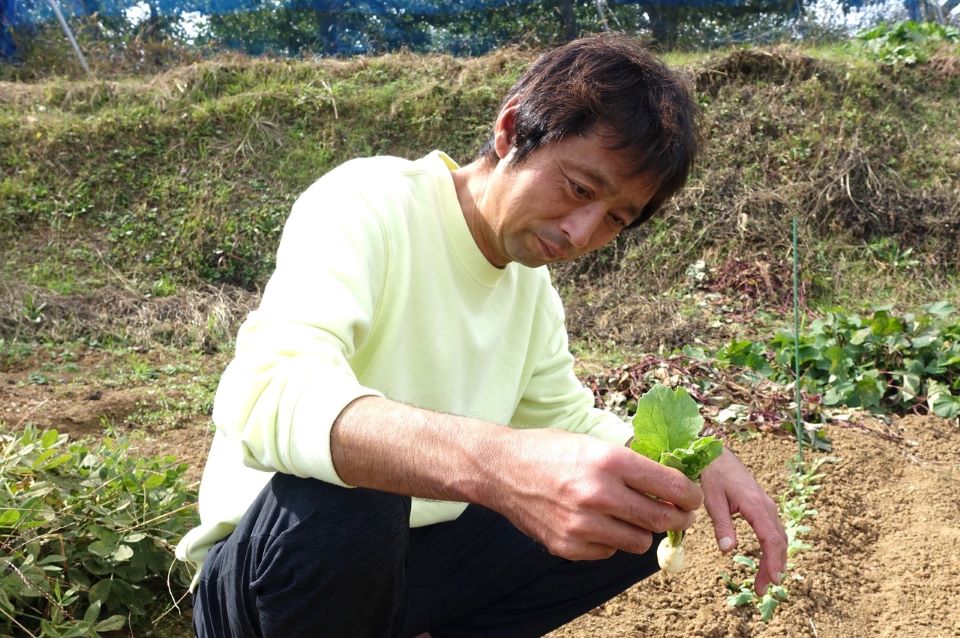 【写真】本田さんが畑の中でかがんで、ラディッシュを収穫している