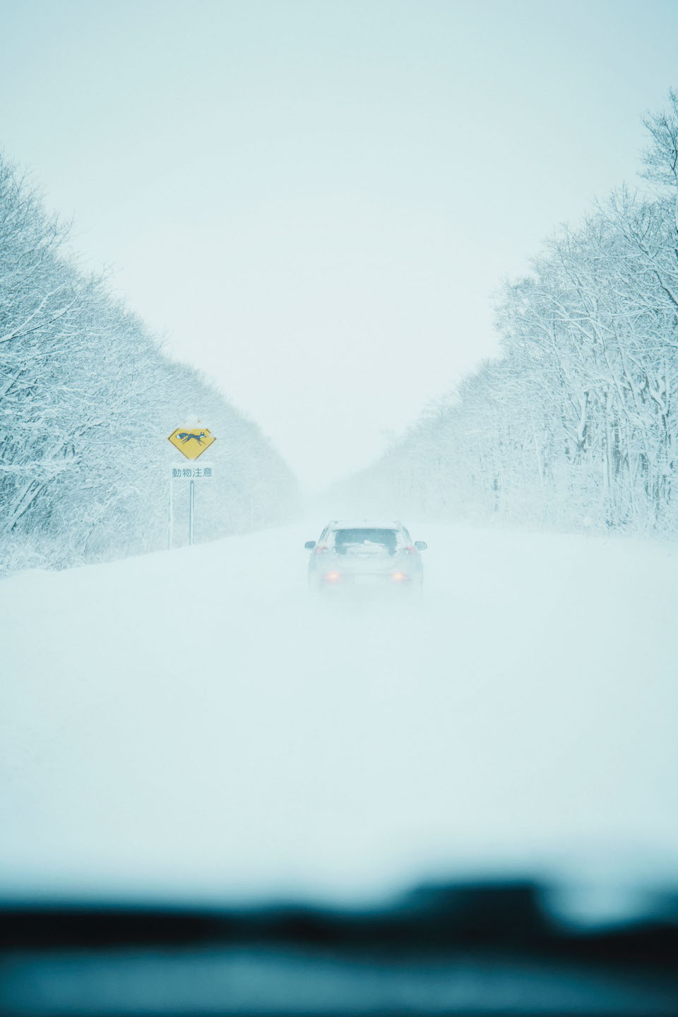 【写真】車内のフロントガラスごしから撮影した大雪の積もった車道。両側に雪の積もった木々が連なる。左手には「動物注意」の道路標識が立ち、中央には前を走る車が写っている。