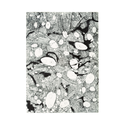 大梶 公子さんの作品